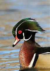 Wood Duck